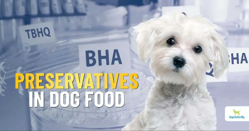 avoid artificial preservatives in dog food