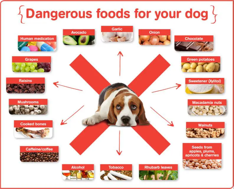 avoiding dangerous human foods for dogs