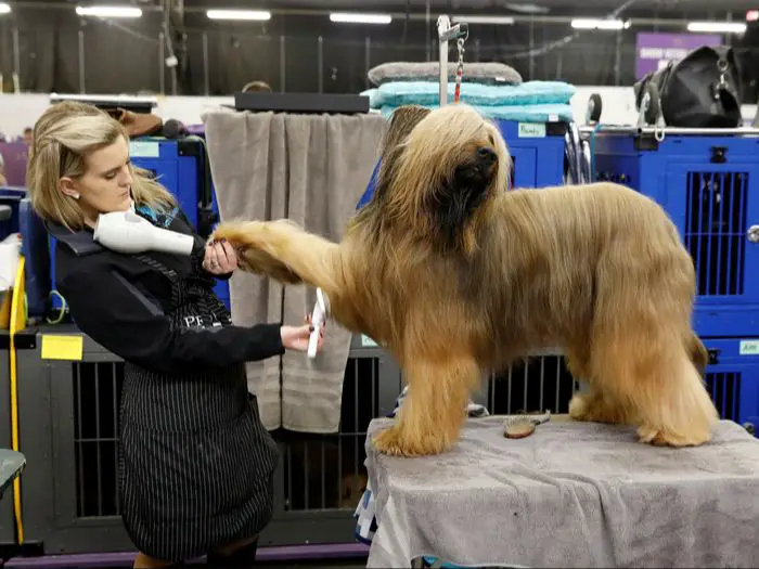 backstage at dog shows, exhibitors work for hours bathing, brushing, trimming and styling dogs alongside their grooming teams to get them looking pristine.