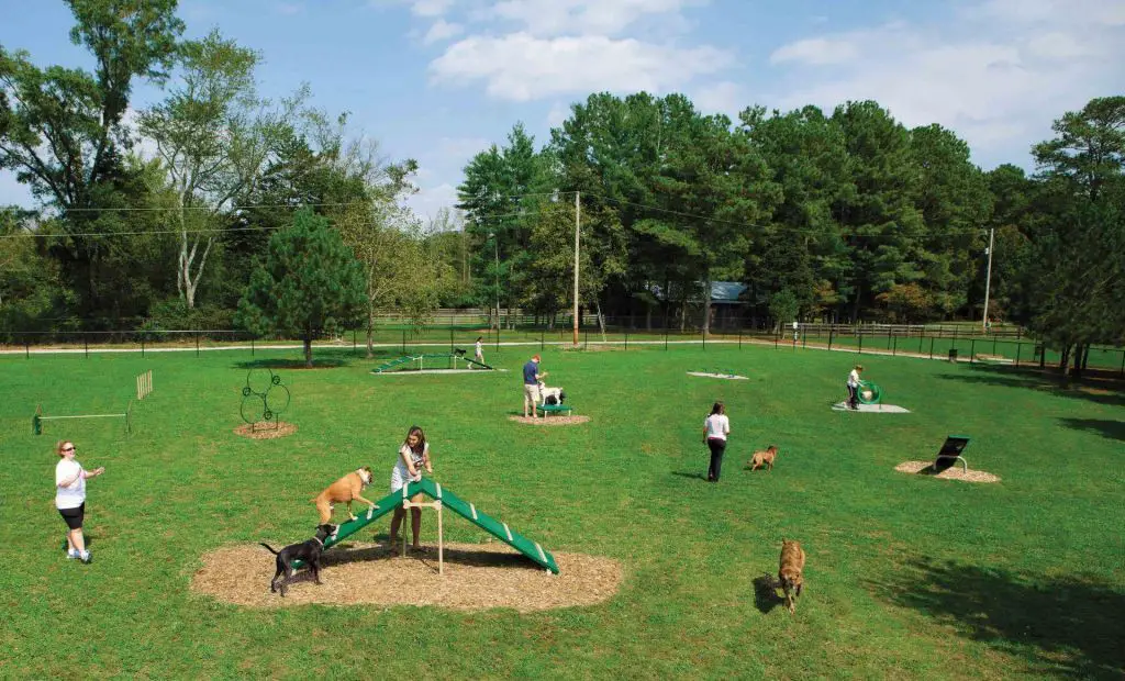 backyard dog parks provide exercise and socialization 