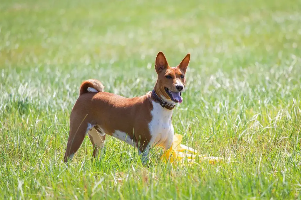 basenjis lack barking due to breeding history