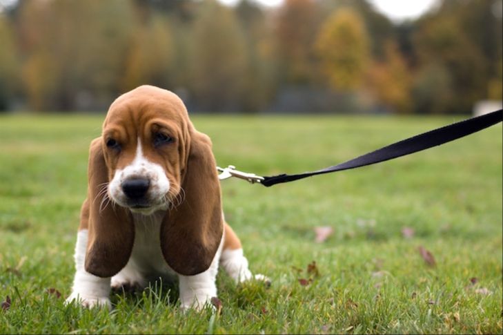 basset hound puppy on a leash
