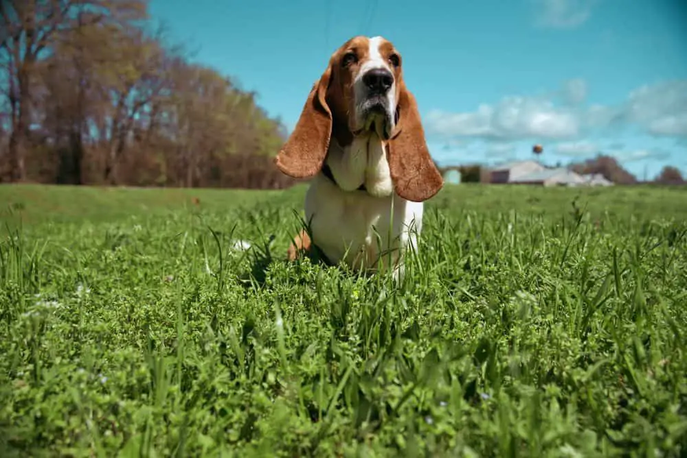 basset hound standing in a field