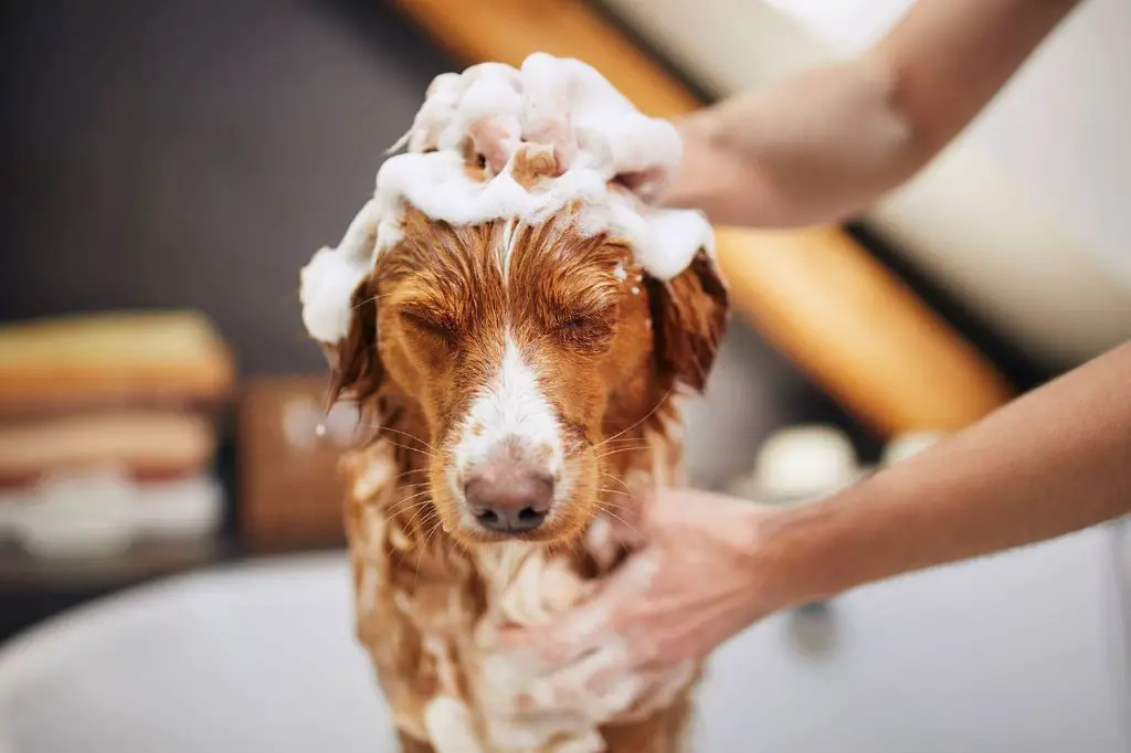 bathing a non-shedding dog breed with shampoo