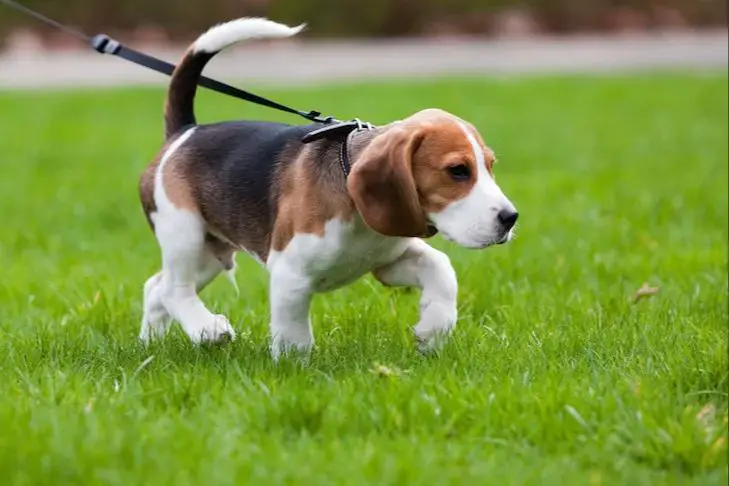 beagle puppy during training session