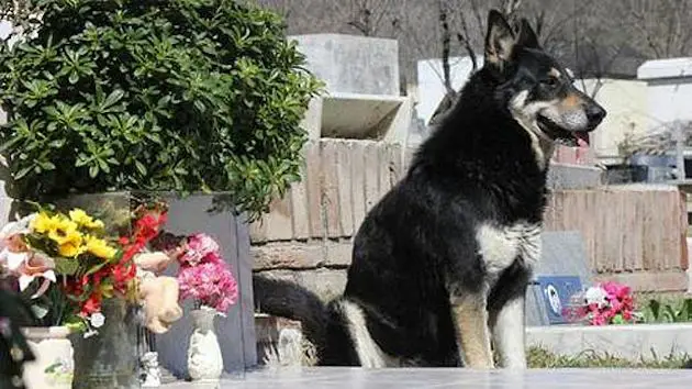 bear standing at his friend's grave