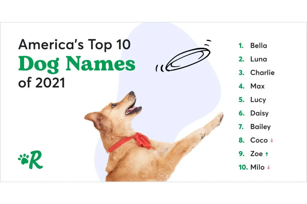 beauty as a popular dog name