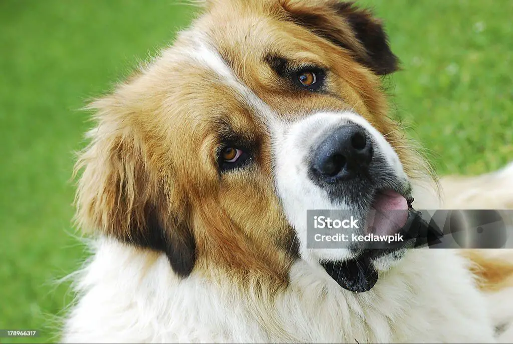 beethoven the dog smiling