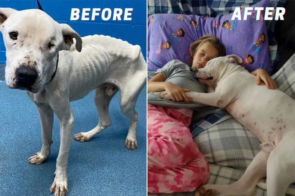 before and after photos depicting an abused bait dog's remarkable rehabilitation and adoption into a loving home