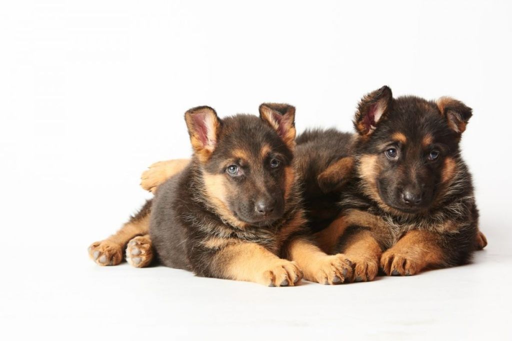 behavior issues may emerge in puppies of half siblings