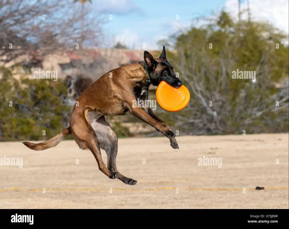 belgian malinois playing frisbee