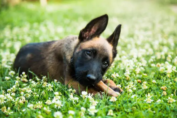 belgian malinois portrait