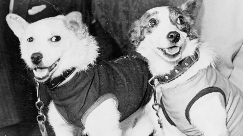 belka and strelka, two of the first dogs to go into space and return alive.