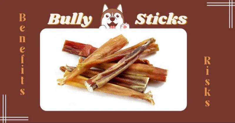 benefits of bully sticks