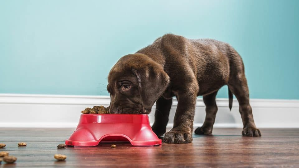 benefits of chicken free dog food