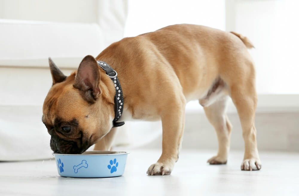 benefits of high protein dog food