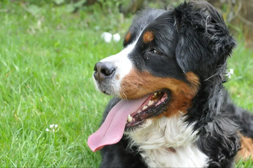 bernese mountain dogs are calm and docile