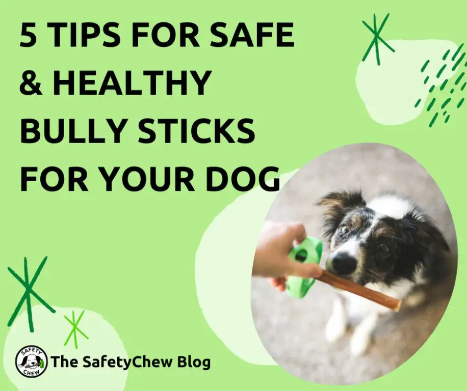 best practices for bully sticks