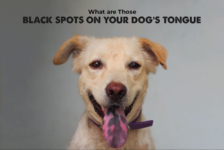 black tongue spots don't require special care - just monitor for any changes