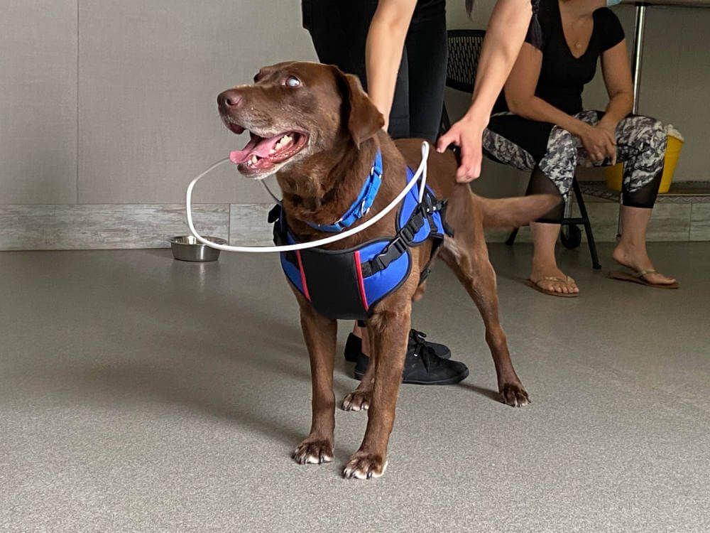 blind dog navigating house