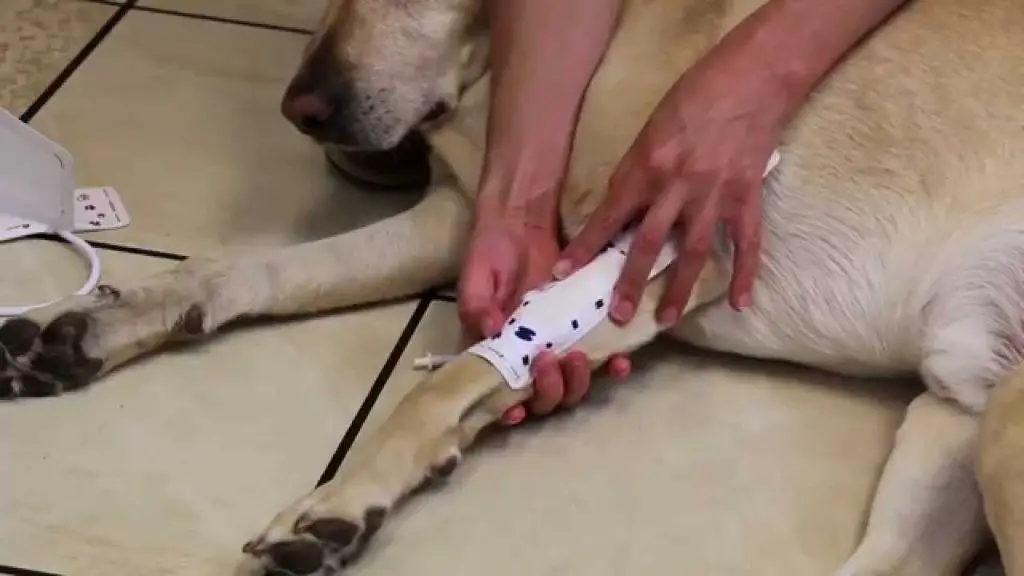 blood pressure cuff on dog's paw