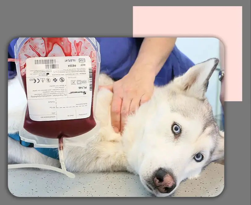 blood typing is essential for safe canine blood transfusions.