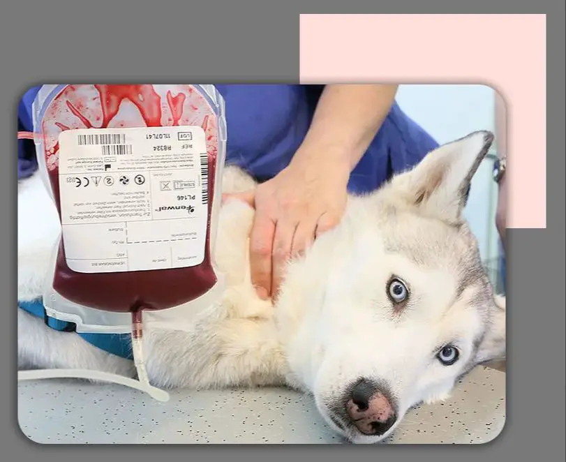 What S Your Dog S Blood Type The 4 Canine Blood Groups Explained Dog   Blood Typing Is Essential For Safe Canine Blood Transfusions 