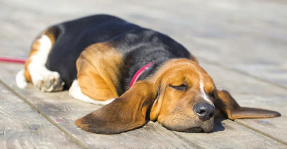 bloodhound with long ears and nose to the ground sniffing a trail