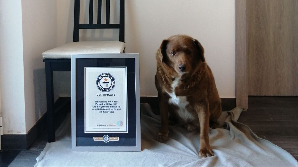 bobi recognized as world's oldest dog at 30 years