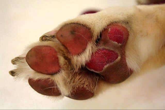 booties protect paws from hot pavement that can burn