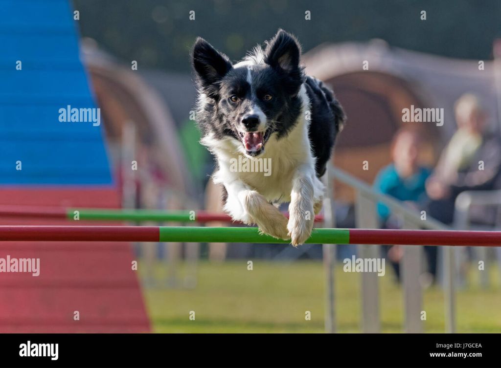 border collie jumping over bar