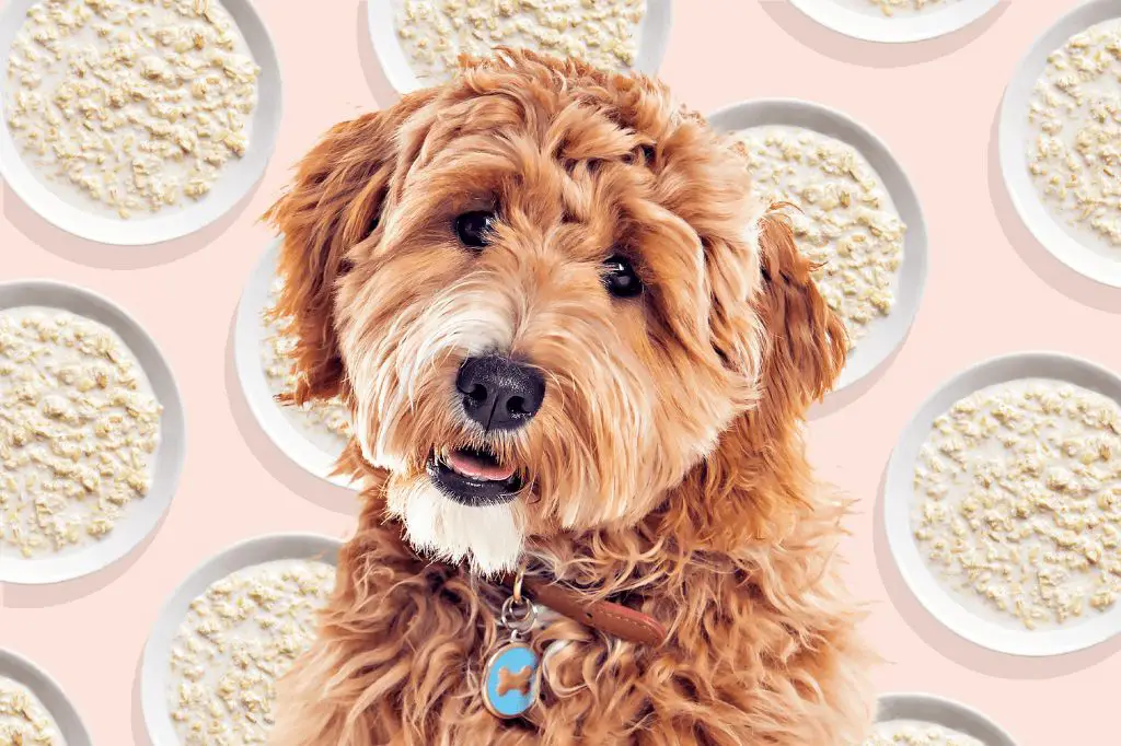 bowl of oatmeal for dogs