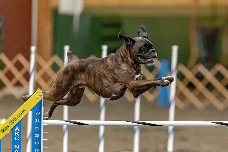 boxer demonstrating athleticism