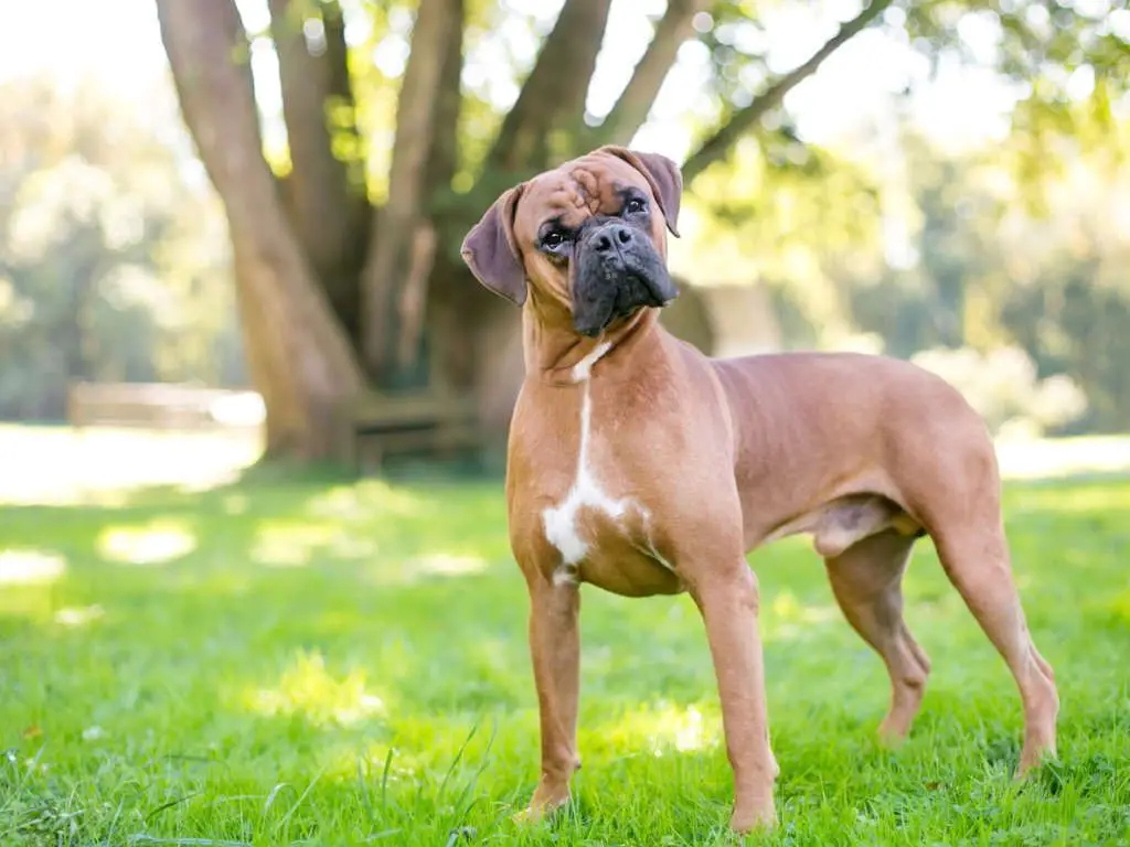 boxer dog standing showing size