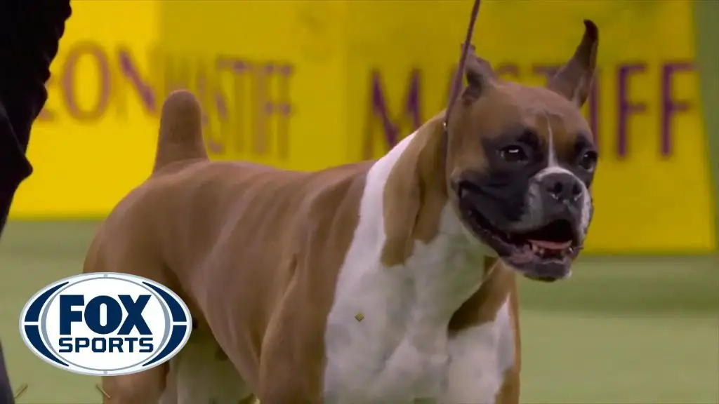 boxer dogs competing at a dog show