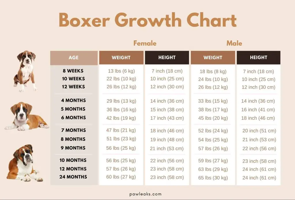 boxer puppy registrations chart