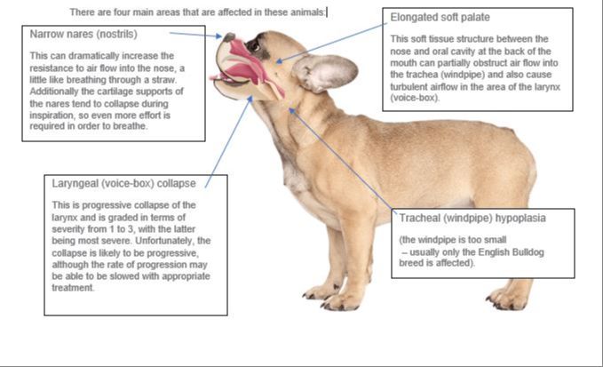 brachycephalic dog breeds prone to breathing issues