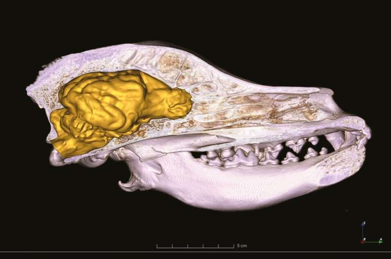 brain size just one factor in breed standards