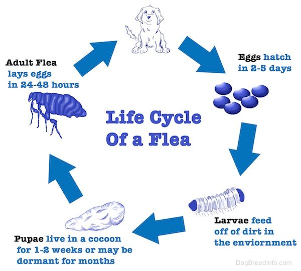 breaking the flea life cycle