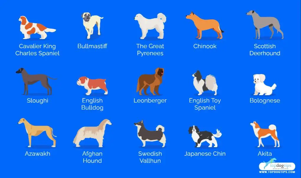 breeds were selected for quiet temperaments