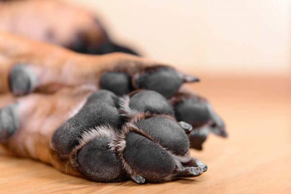 breeds with thicker paw pads tend to have less sensitivity than those with thin pads.