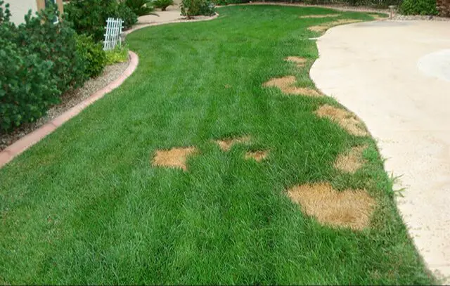 brown patches on a lawn from dog urine