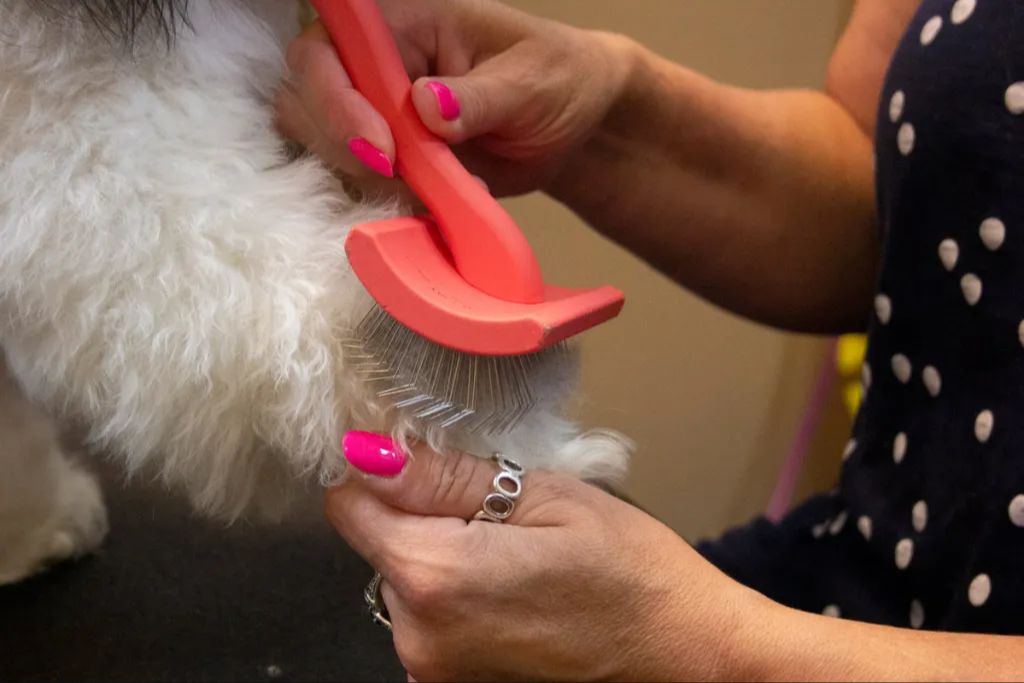 brushing a dog's fur with a slicker brush
