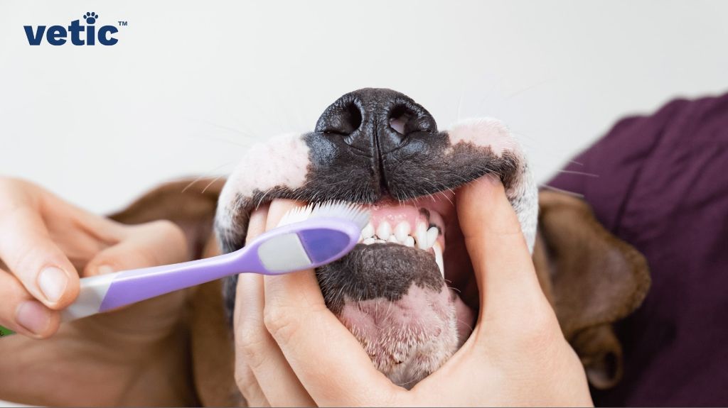 brushing a dog's teeth to maintain gum health