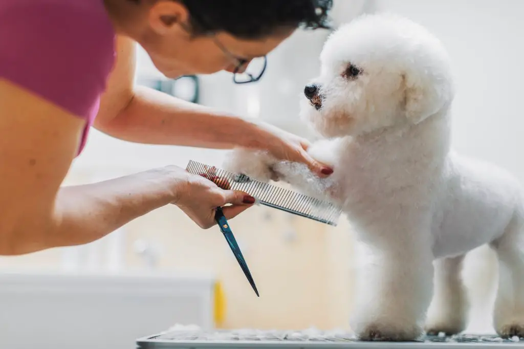 brushing a hypoallergenic dog breed with a slicker brush