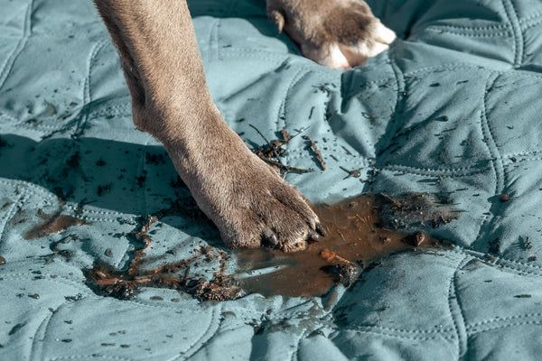 brushing dirt off a dog bed before washing