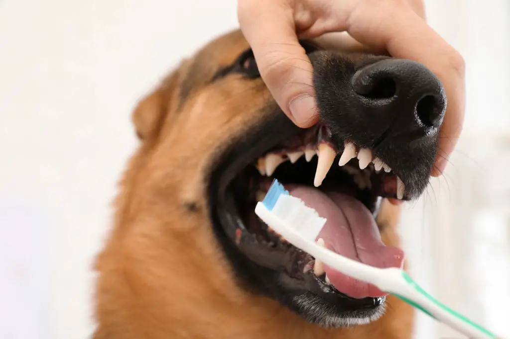 brushing dog's teeth