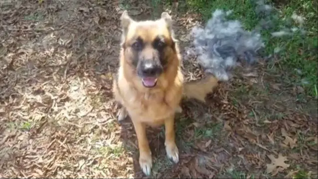 brushing loose hair off a german shepherd dog