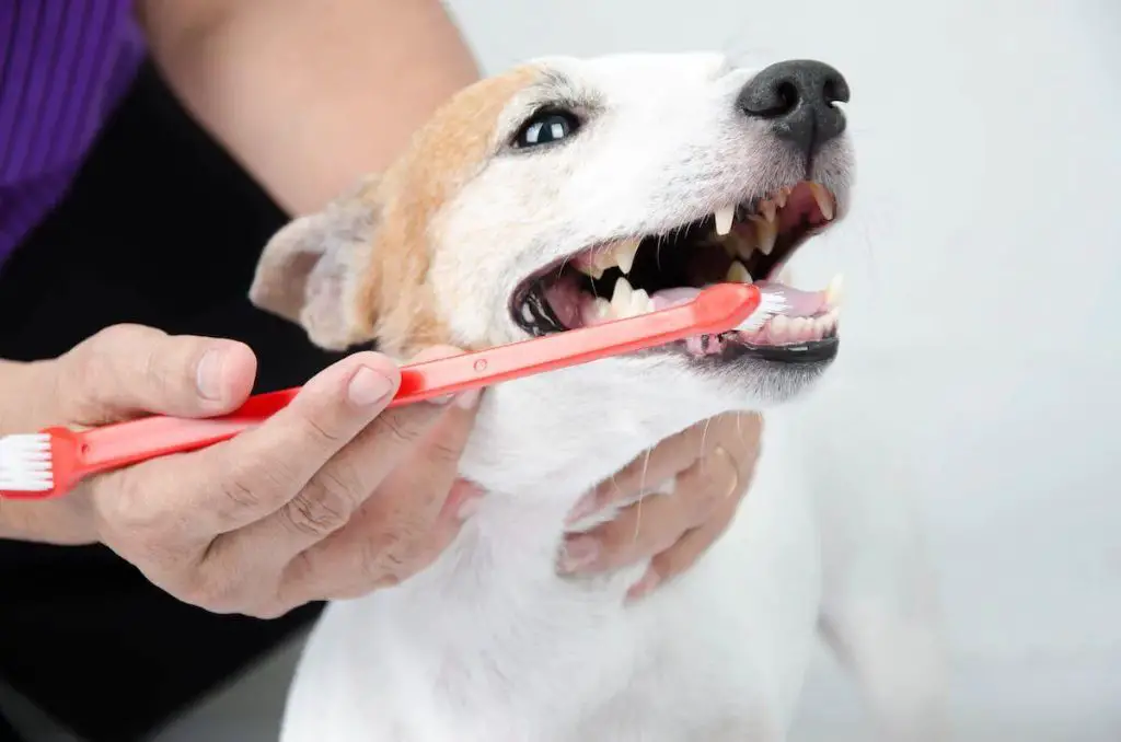 brushing reluctant dog's teeth