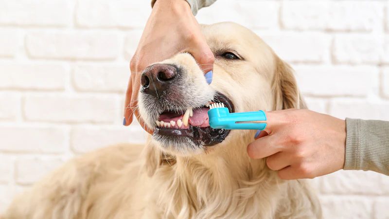 brushing senior dog's teeth